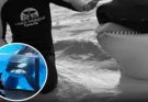 1-TG Footage Shows Tragic Death of SeaWorld Trainer After Being Savagely Killed By Whale