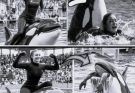 The HORRIFYING Final Moments of Orca Trainer Jessica Radcliffe – Caught on Video…. read more in comment