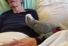 Dying woman says final goodbye to her parrot, but the bird’s reaction leaves everyone in tears