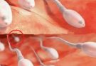 Studies reveal that swallowing your partner’s semen…See more