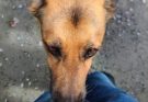 If your dog is sniffing your genital area, it means you have…See more