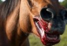 This was the horse that devoured his du…See more