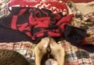 21 Photos You Need to Look at Twice to Understand