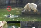 HORROR AT BERLIN ZOO: 32-Year-Old Woman Jumps Into Polar Bear Enclosure — What happened next left visitors transfixed. It was supposed to be a normal afternoon at the Berlin Zoo…