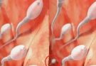 Studies reveal that swallowing your partner’s semen…See more