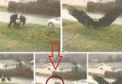 Giant Eagle captured in Bro…See more