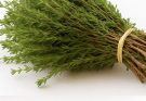 The most powerful plant that destroys parasiiites, urinary tract and bladder infections, herpes and fluu viruses.. See more in 1st comment
